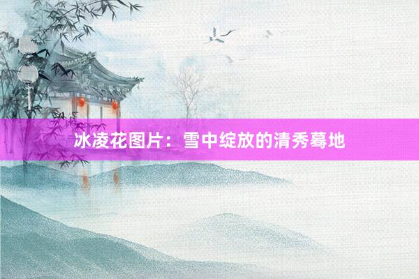 冰凌花图片：雪中绽放的清秀蓦地