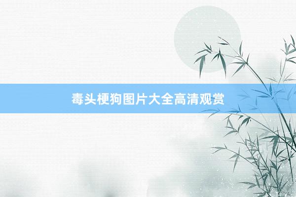 毒头梗狗图片大全高清观赏